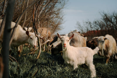 Goats in a village in spring