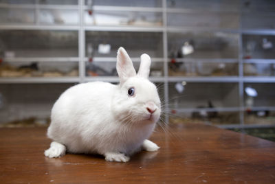 Close-up of a rabbit on table