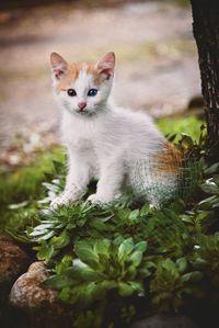 Portrait of kitten sitting outdoors