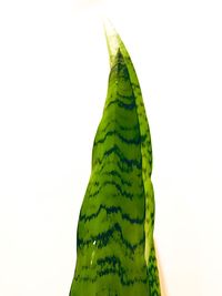 Close-up of green leaf against white background