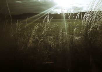 Close-up of wheat plants on field against sky