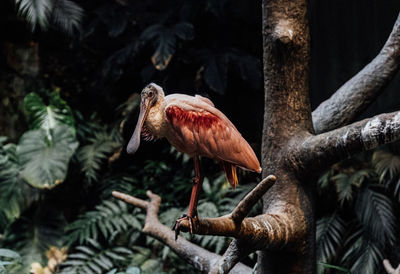 Close-up of bird perching on branch