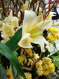 Close-up of yellow flowers blooming outdoors