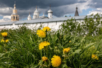 flower