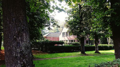 Trees and house on field