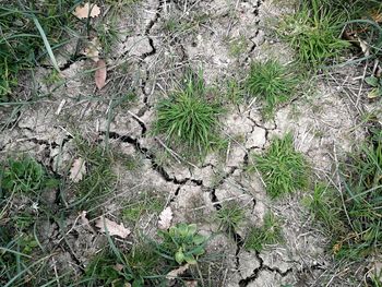 High angle view of trees on field