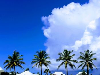 Low angle view of coconut palm trees against blue sky