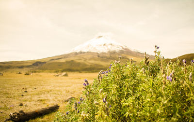 Cotopaxi volcano