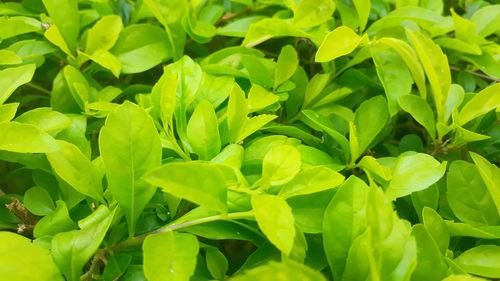 Full frame shot of fresh green leaves