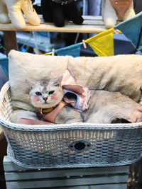 Dog sleeping in basket