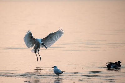 bird