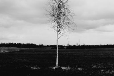 Bare tree on field against sky