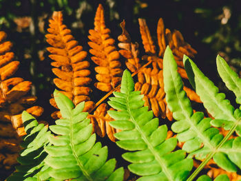 Close-up of leaves on field