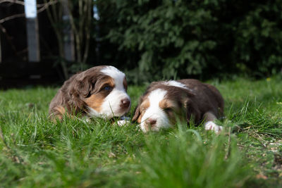 Dogs relaxing on field