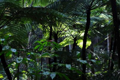 Trees growing in forest