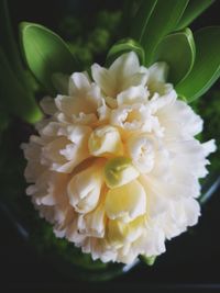 Close-up of dahlia blooming outdoors