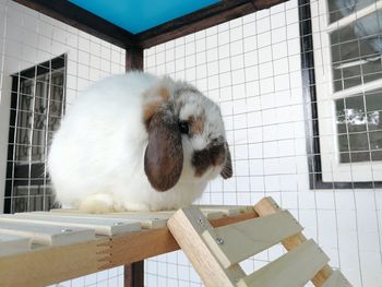 Close-up of white cat in cage