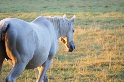 Horse standing in a field