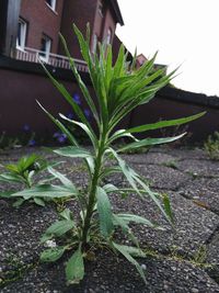 Close-up of plant on field by street in city