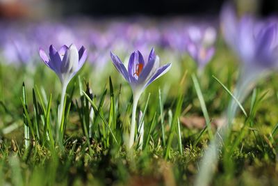 Close-up of purple crocus flowers on field