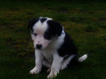 Close-up of puppy on grass