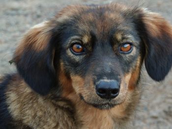 Close-up portrait of dog