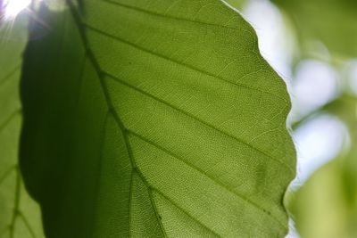 Close-up of fresh green leaf