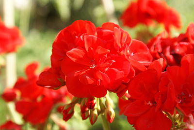 Close-up of red flowering plants