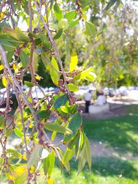 Close-up of fresh green plant