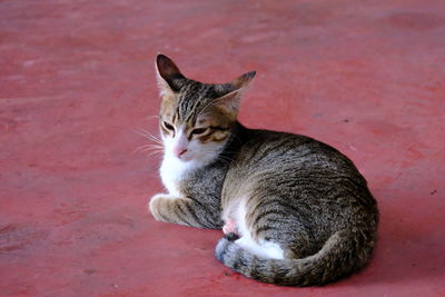 Close-up of cat resting against red wall