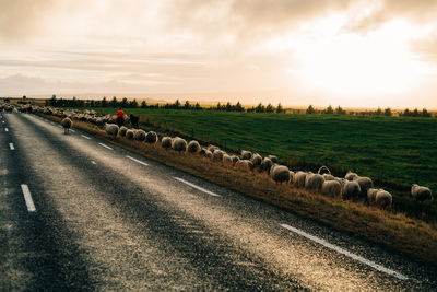 View of sheep on field against sky