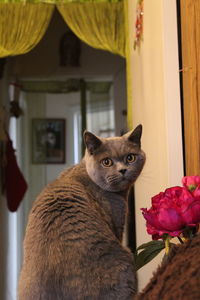 Close-up portrait of cat at home