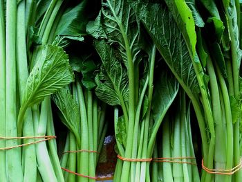 Close-up of fresh vegetables