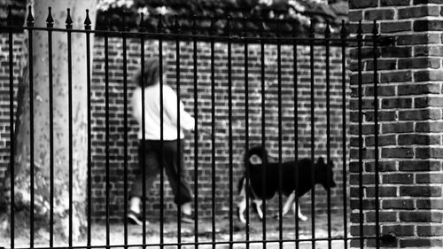 Dog standing on floor