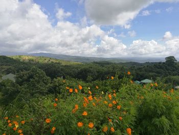 Close-up of flowers growing in field against cloudy sky