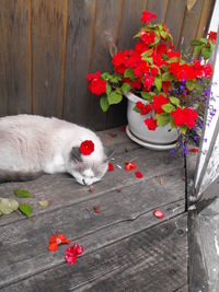 High angle view of cat on red flower