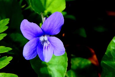 flowering plant