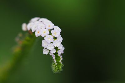 Close-up of white flowering plant