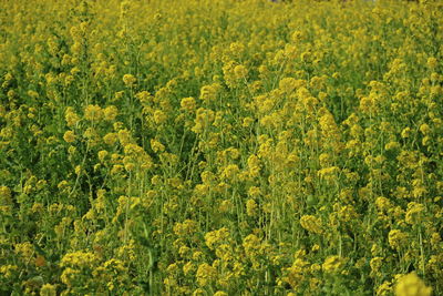 Full frame shot of yellow flowers in field