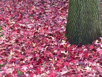 Full frame shot of ivy growing on tree