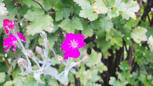 Close-up of fresh pink flower blooming in garden