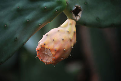 Close-up of prickly pear 