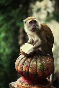 Nature batucaves monkey