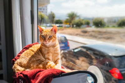 Cat looking through car window