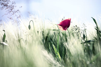 Close-up of red flowering plant on land against sky