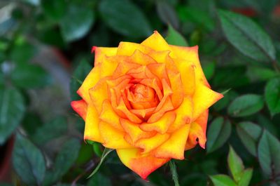 Close-up of yellow rose blooming outdoors