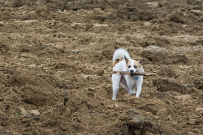 High angle view of dog standing on sand