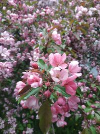 Close-up of pink cherry blossoms