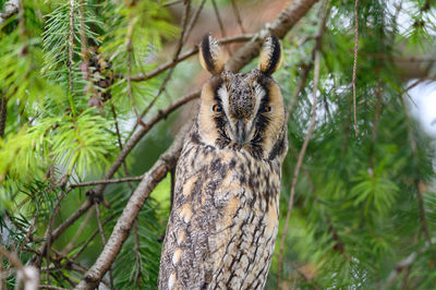 Close-up of bird