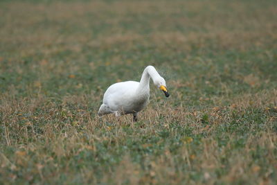 White bird on field